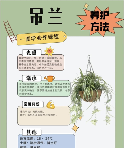 室内如何养吊兰 室内如何养吊兰