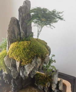 家里阳光不足怎么养花，选对植物种类，掌握养护技巧