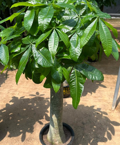 家里阳光不足怎么养花，选对植物种类，掌握养护技巧