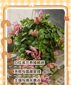 家里阳光不足怎么养花，选对植物种类，掌握养护技巧