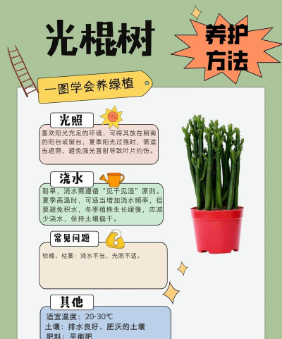 家里阳光不足怎么养花，选对植物种类，掌握养护技巧