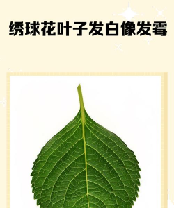家里阳光不足怎么养花，选对植物种类，掌握养护技巧