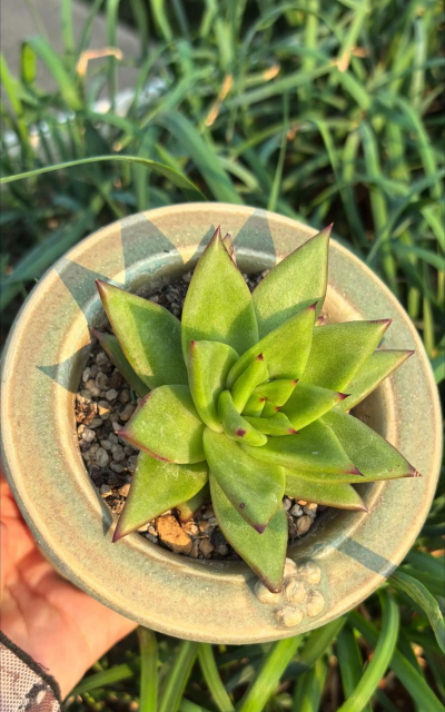 家里阳光不足怎么养花，选对植物种类，掌握养护技巧