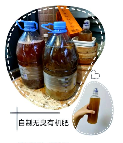 家里阳光不足怎么养花，选对植物种类，掌握养护技巧