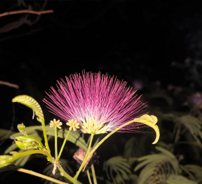 家里阳光不足怎么养花，选对植物种类，掌握养护技巧