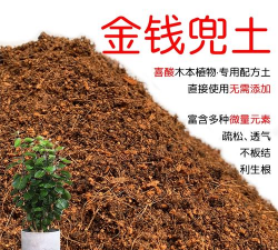 家里阳光不足怎么养花，选对植物种类，掌握养护技巧