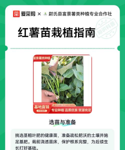 家里阳光不足怎么养花，选对植物种类，掌握养护技巧