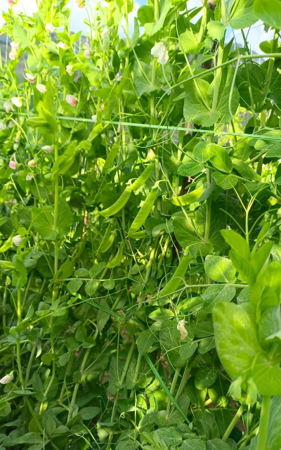 家里阳光不足怎么养花，选对植物种类，掌握养护技巧