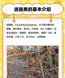 家里阳光不足怎么养花，选对植物种类，掌握养护技巧