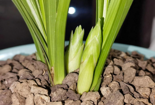 家里阳光不足怎么养花，选对植物种类，掌握养护技巧