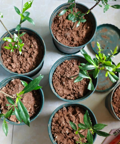 家里阳光不足怎么养花，选对植物种类，掌握养护技巧