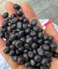 家里阳光不足怎么养花，选对植物种类，掌握养护技巧