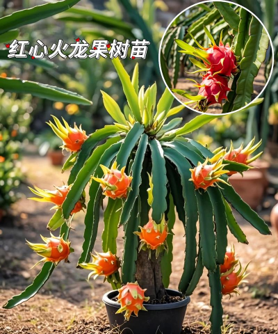 家里阳光不足怎么养花，选对植物种类，掌握养护技巧