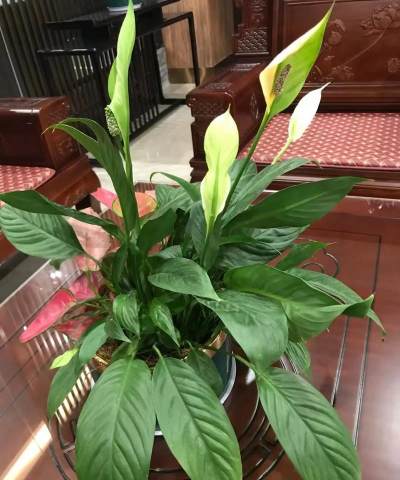 家里阳光不足怎么养花，选对植物种类，掌握养护技巧