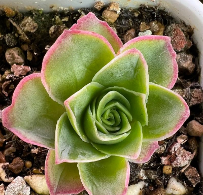 家里阳光不足怎么养花，选对植物种类，掌握养护技巧