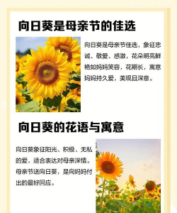 家里阳光不足怎么养花，选对植物种类，掌握养护技巧