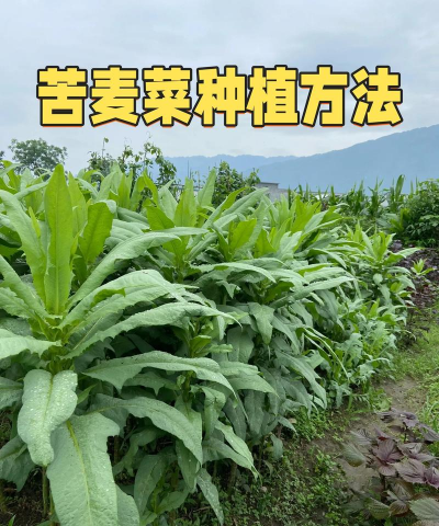 家里阳光不足怎么养花，选对植物种类，掌握养护技巧