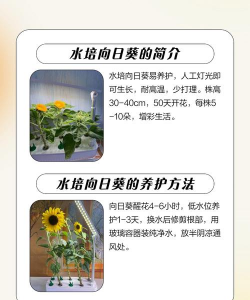 家里阳光不足怎么养花，选对植物种类，掌握养护技巧