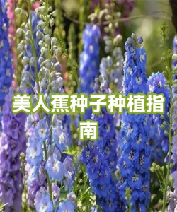 家里阳光不足怎么养花，选对植物种类，掌握养护技巧