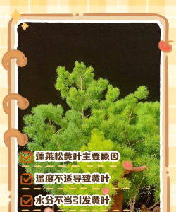 家里阳光不足怎么养花，选对植物种类，掌握养护技巧