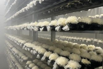 家里阳光不足怎么养花，选对植物种类，掌握养护技巧