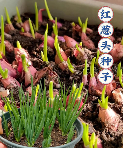 家里阳光不足怎么养花，选对植物种类，掌握养护技巧