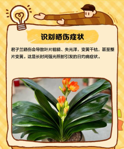 家里阳光不足怎么养花，选对植物种类，掌握养护技巧