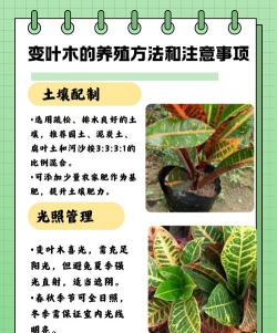 家里阳光不足怎么养花，选对植物种类，掌握养护技巧