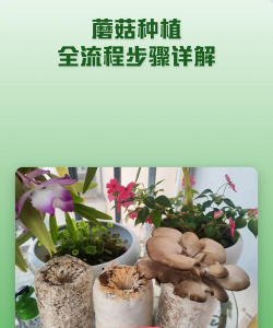家里阳光不足怎么养花，选对植物种类，掌握养护技巧