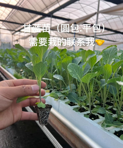 家里阳光不足怎么养花，选对植物种类，掌握养护技巧