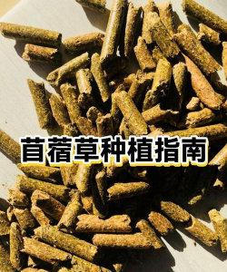家里阳光不足怎么养花，选对植物种类，掌握养护技巧