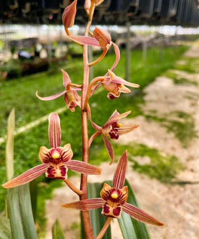 家里阳光不足怎么养花，选对植物种类，掌握养护技巧