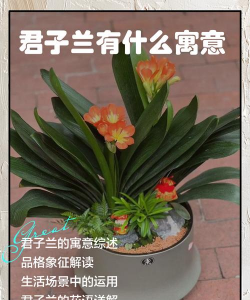 家里阳光不足怎么养花，选对植物种类，掌握养护技巧