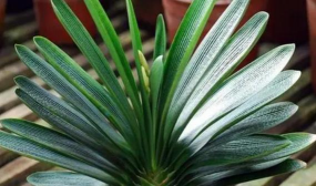 家里阳光不足怎么养花，选对植物种类，掌握养护技巧