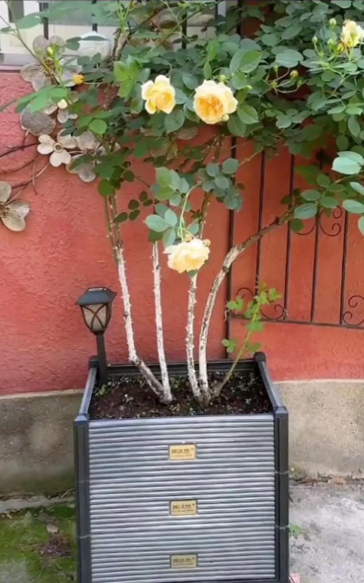 家里阳光不足怎么养花，选对植物种类，掌握养护技巧