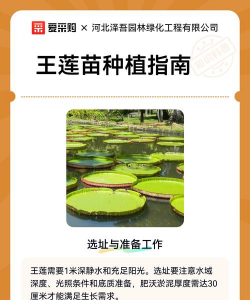 家里阳光不足怎么养花，选对植物种类，掌握养护技巧