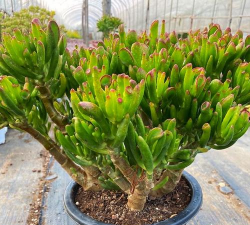 家里阳光不足怎么养花，选对植物种类，掌握养护技巧