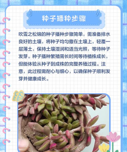 家里阳光不足怎么养花，选对植物种类，掌握养护技巧