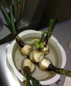 家里阳光不足怎么养花，选对植物种类，掌握养护技巧