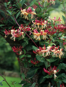 家里阳光不足怎么养花，选对植物种类，掌握养护技巧