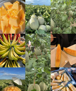 家里阳光不足怎么养花，选对植物种类，掌握养护技巧