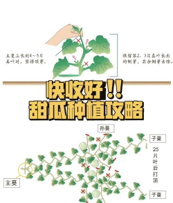 家里阳光不足怎么养花，选对植物种类，掌握养护技巧