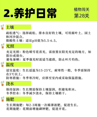 家里阳光不足怎么养花，选对植物种类，掌握养护技巧