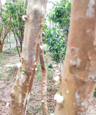 家里阳光不足怎么养花，选对植物种类，掌握养护技巧