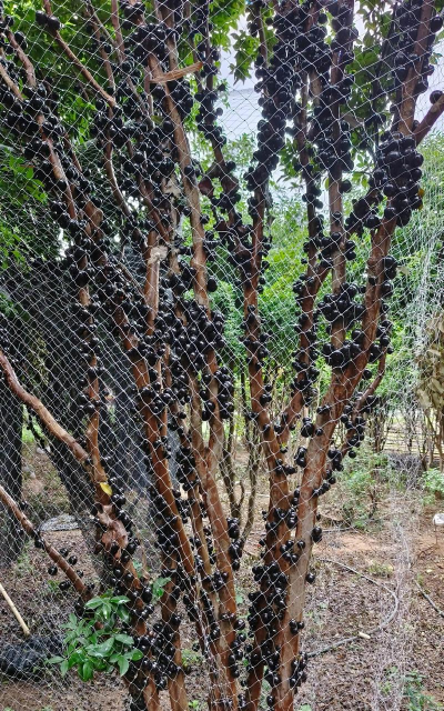 家里阳光不足怎么养花，选对植物种类，掌握养护技巧