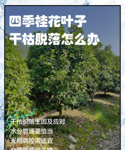 家里阳光不足怎么养花，选对植物种类，掌握养护技巧