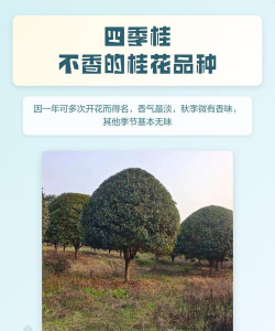 家里阳光不足怎么养花，选对植物种类，掌握养护技巧