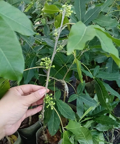 家里阳光不足怎么养花，选对植物种类，掌握养护技巧