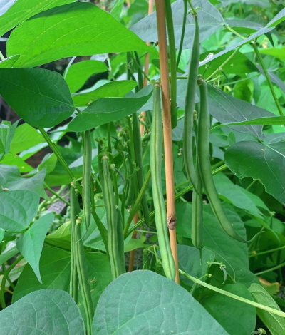 家里阳光不足怎么养花，选对植物种类，掌握养护技巧