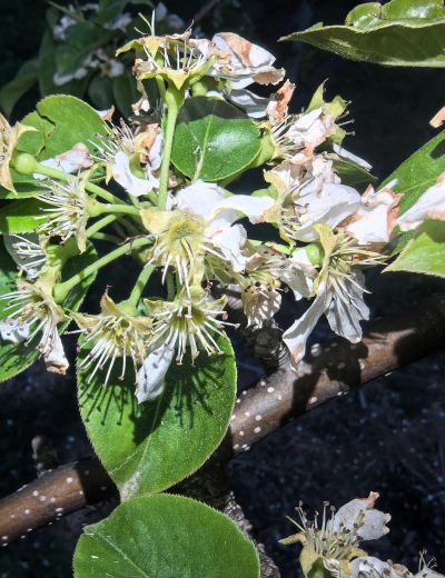 梨树养多长时间会开花 梨树养多长时间会开花